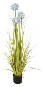 Allium tráva modrá, 120cm