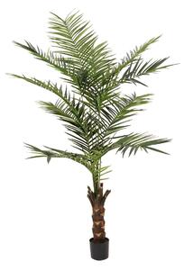 Kentia palma 240 cm