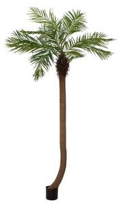 Phoenix palma zakřivený kmen 240 cm