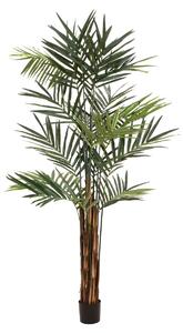 Kentia palma 300 cm
