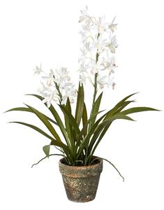 Člunatec orchidej bílá v květináči, 50cm