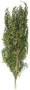 Stabilizovaná rostlina Lepto Lungifolia Green 40-80 cm