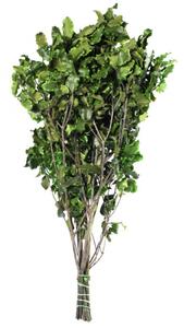 Stabilizovaná rostlina Pitosporum Tenuifolium Green 30-40 cm