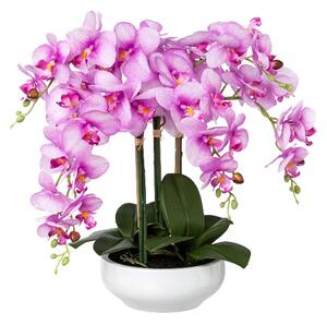 Orchidej růžová v misce, 47cm (ukončený produkt)