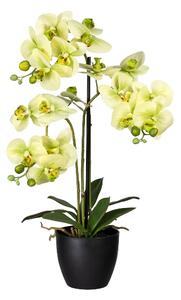 Umělá Orchidej zelená, 65cm