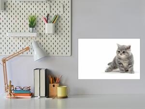 Glasdekor Skleněná magnetická tabule malá šedá kočka S-1921181123-5050