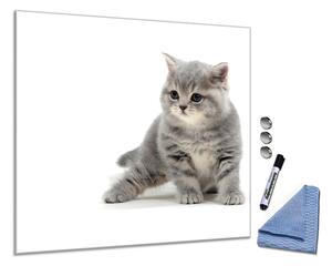 Glasdekor Čtverec / 50x50 Skleněná magnetická tabule malá šedá kočka