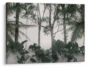 Obraz - Jungle v ranní mlze (70x50 cm)