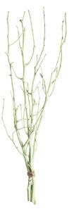 Lísková větev 50cm light green