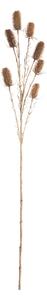 Okrasný bodlák 110cm beige