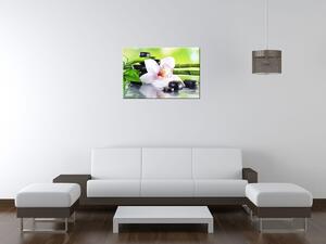 Obraz na plátně Bílá orchidej a kameny Rozměry: 60 x 40 cm