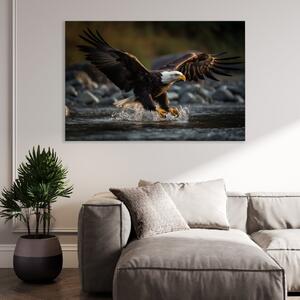 Obraz na plátně - Orel bělohlavý na lovu FeelHappy.cz Velikost obrazu: 40 x 30 cm