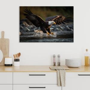 Obraz na plátně - Orel bělohlavý na lovu FeelHappy.cz Velikost obrazu: 150 x 100 cm