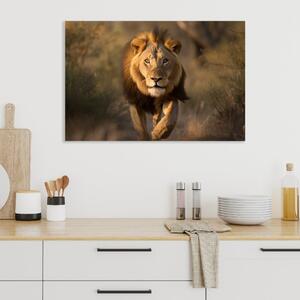 Obraz na plátně - Lev v divoké přírodě FeelHappy.cz Velikost obrazu: 150 x 100 cm