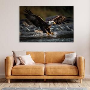 Obraz na plátně - Orel bělohlavý na lovu FeelHappy.cz Velikost obrazu: 150 x 100 cm