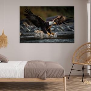 Obraz na plátně - Orel bělohlavý na lovu FeelHappy.cz Velikost obrazu: 60 x 40 cm