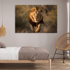 Obraz na plátně - Lev v divoké přírodě FeelHappy.cz Velikost obrazu: 210 x 140 cm