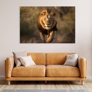 Obraz na plátně - Lev v divoké přírodě FeelHappy.cz Velikost obrazu: 120 x 80 cm
