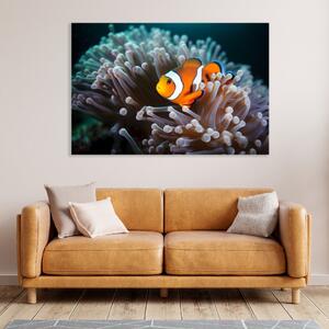 Obraz na plátně - Klaun očkatý u korálového útesu FeelHappy.cz Velikost obrazu: 60 x 40 cm