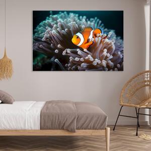 Obraz na plátně - Klaun očkatý u korálového útesu FeelHappy.cz Velikost obrazu: 40 x 30 cm