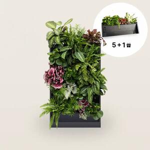 PlantBox - Živá stěna 5 modulů
