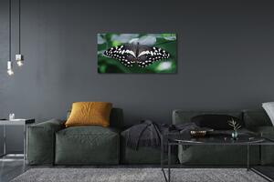 Obrazy na plátně Barevný motýl listí 100x50 cm