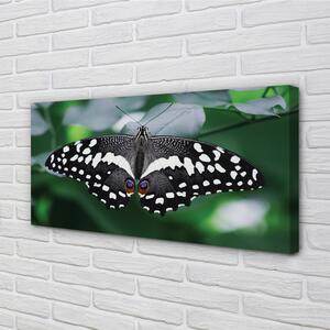 Obrazy na plátně Barevný motýl listí 100x50 cm