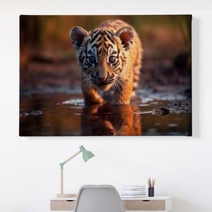Obraz na plátně - Mládě tygra v louži FeelHappy.cz Velikost obrazu: 150 x 100 cm