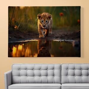 Obraz na plátně - Mládě lva v louži FeelHappy.cz Velikost obrazu: 210 x 140 cm