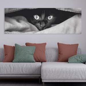 Obraz na plátně - Najdi kočku, kočka v bílé přikrývce FeelHappy.cz Velikost obrazu: 150 x 50 cm