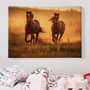 Obraz na plátně - Dva hnědí koně se prohánějí krajinou FeelHappy.cz Velikost obrazu: 120 x 80 cm