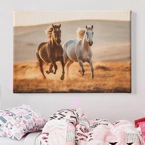 Obraz na plátně - Hnědý a černý kůň běžící planinou FeelHappy.cz Velikost obrazu: 120 x 80 cm