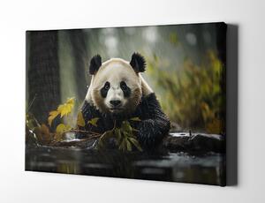 Obraz na plátně - Panda v dešti FeelHappy.cz Velikost obrazu: 40 x 30 cm
