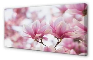 Obrazy na plátně magnolie strom 100x50 cm