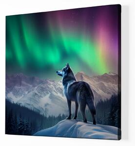 Obraz na plátně - Vlk pozoruje polární záři FeelHappy.cz Velikost obrazu: 80 x 80 cm