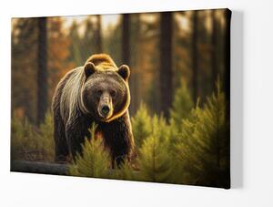 FeelHappy Obraz na plátně - Medvěd Grizzly na průzkumu v jehličnatém lese Velikost obrazu: 210 x 140 cm