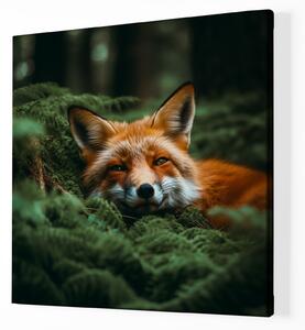 Obraz na plátně - Liška odpočívá v kapradinách FeelHappy.cz Velikost obrazu: 60 x 60 cm
