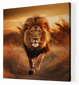 Obraz na plátně - Lev běží krajinou při západu slunce FeelHappy.cz Velikost obrazu: 40 x 40 cm