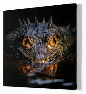 FeelHappy Obraz na plátně - Krokodýl skrytý ve vodě, Králové divočiny Velikost obrazu: 140 x 140 cm