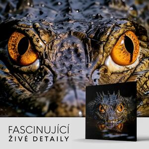 Obraz na plátně - Krokodýl skrytý ve vodě, Králové divočiny FeelHappy.cz Velikost obrazu: 40 x 40 cm