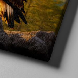 Obraz na plátně - Orel skalní chytá poslední paprsky slunce FeelHappy.cz Velikost obrazu: 40 x 40 cm
