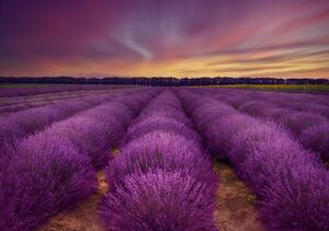 Fotografie Lavender field, Nikki Georgieva V, (40 x 26.7 cm)