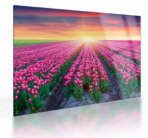 Skleněný obraz pole tulipánů se sluncem (70x50 cm)