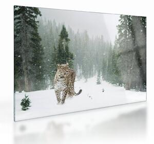 Skleněný obraz leoparda ve sněhu (70x50 cm)