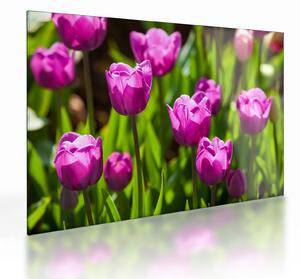 Skleněný obraz tulipánů na louce (70x50 cm)