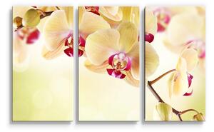 Sablio Obraz - 3-dílný Orchidej 2 - 120x80 cm