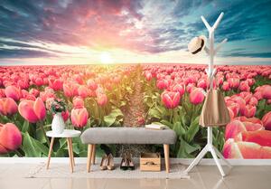 Tapeta východ slunce nad loukou s tulipány