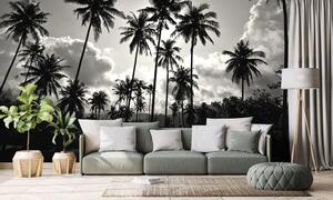 Tapeta kokosové palmy na pláži v černobílém