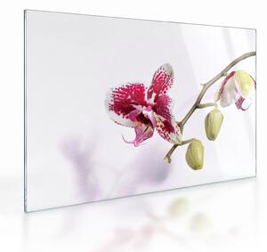 Skleněný obraz květu orchideje (70x50 cm)