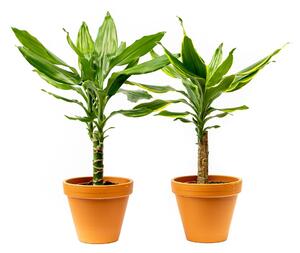 Dracaena fragrans kmen mix, průměr 12 cm Dracéna vonná, dračinec